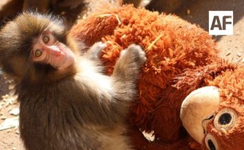 Punch, el macaco huérfano que conquistó al mundo con un peluche de IKEA